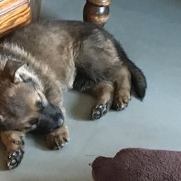 German Shepherd Puppies from Von Lindesfarne