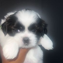 Windy green collar - Red and white female Shih Tzu puppy in Severn, Maryland from Maryland Shih Tzus