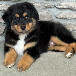 Viper - Black tri male Miniature Australian Shepherd puppy in Cunningham, Tennessee from Copper Creek Aussies