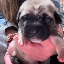 Male 3 - Fawn male Anatolian Shepherd Dog puppy in Daggett, Michigan from T&S Anatolians