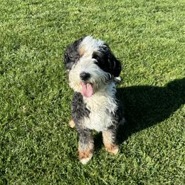 Lolli - Bernedoodle