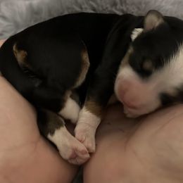 Bernedoodle Puppies from Myt fine doodles