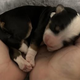 Bernedoodle Puppies from Myt fine doodles