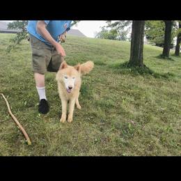 Free Located in Auburn Hills, MI not at our kennel  needs home asap - White male Siberian Husky puppy in Bloomfield, Indiana from Paiges lil huskies