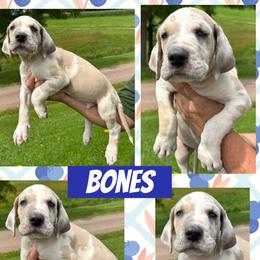 Bones - Harlequin male Great Dane puppy in Wellsville, New York from Prophecy Danes