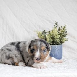 Apple - Blue merle male Australian Shepherd puppy in Bristol, New Hampshire from NewFound Lake Aussies