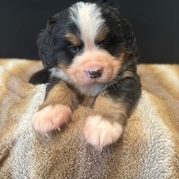 BIG X - Tri-color male Bernese Mountain Dog puppy in Alabama from Dogwood Creek Bernese