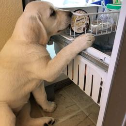 Labrador Retriever Puppies from Nancy's Service Labs