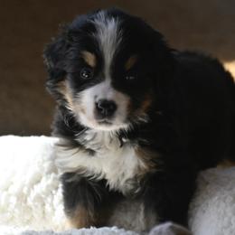 Girl 2 - Black tan and white female Bernese Mountain Dog puppy in Loveland, Colorado from Grateful Bernese & Gage's Goldens