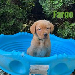 Fargo - Yellow male Labrador Retriever puppy in Tigard, Oregon from Morrison Labrador Retreivers