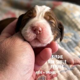 Birdie - Red and white female English Springer Spaniel puppy in Tupalo, Mississippi from Butterfield Trail Farm