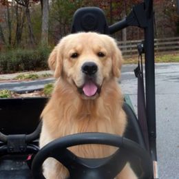 Golden Retrievers from Charming Goldens