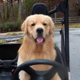 Golden Retrievers from Charming Goldens