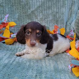 AKC Cherry Coke - Chocolate and tan female Dachshund puppy in Texarkana, Arkansas from Pasta Pups Miniature Dachshunds