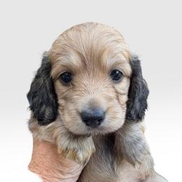 AKC Ch Sired Cream Male - Cream male Dachshund puppy in Medina, Ohio from STORIED DOXIES