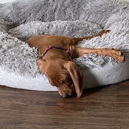 Redbone Coonhound Puppies from Shannon Family Redbone Coonhounds