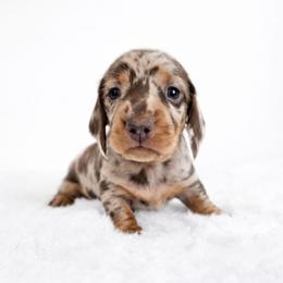 Chocolate and tan dapple male - Dapple male Dachshund puppy in Belle Rive, Illinois from Akin's Miniature Dachshunds, LLC