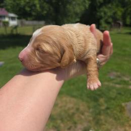 Layla - Cream female Dachshund puppy in Milroy, Pennsylvania from Not Your Average Weiner