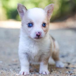 Pancake - Sable female Pembroke Welsh Corgi puppy in Star City, Arkansas from Say When Corgi Co.