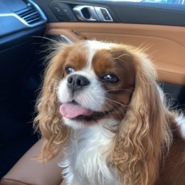 Seabass - Cavalier King Charles Spaniel