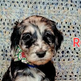 Goldendoodle Puppies from Sancass'd Goldendoodles