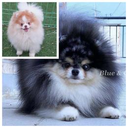 Pomeranian puppies from Uniquepombabies