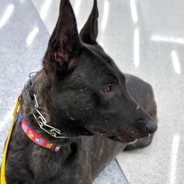 Stellar's Dirty Snowball (Astor) - Black brindle male Dutch Shepherd puppy in Lake City, Florida from Crosspointe Canines