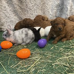 Goldendoodle Puppies from Golden Light Doodles