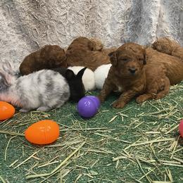 Goldendoodle Puppies from Golden Light Doodles
