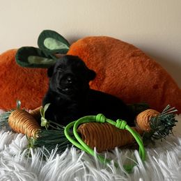 Belgian Malinois Puppies from Z Domu Niedzwiedzia Malinois