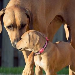 Rhodesian Ridgebacks from Celtic Lore Ridgebacks