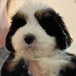 Bernedoodle and Goldendoodle Puppies from Farmer Doodles