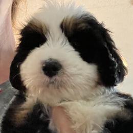 Bernedoodle and Goldendoodle Puppies from Farmer Doodles