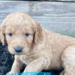 Border Collie and Goldendoodle Puppies from That’s My Doodle