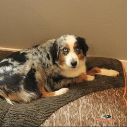 Millie - Miniature Australian Shepherd