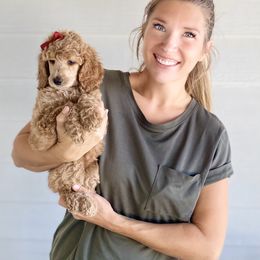 Bernedoodle, Goldendoodle, and Poodle Puppies from Central Valley Canine Companions