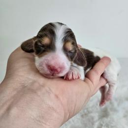 Chocolate and tan piebald female - Piebald female Dachshund puppy in Belle Rive, Illinois from Akin's Miniature Dachshunds, LLC