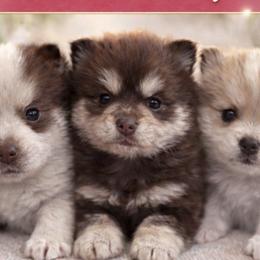 Goldendoodles, Pomeranians, and Pomskies from Puppy Love Heaven