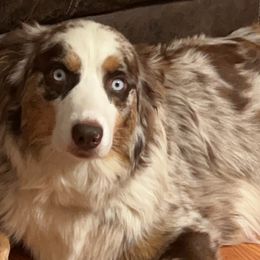 Adrian - Australian Shepherd