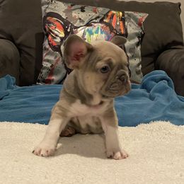 French Bulldog Puppies from Zoey's Dynasty French Bulldogs