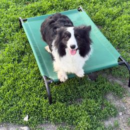 Snooki - American Corgi