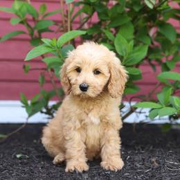Sirius - Apricot male Australian Labradoodle puppy in Williamstown, New York from Lewis Manor Labradoodles
