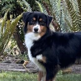 Dazzle - Miniature American Shepherd