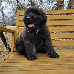 AKC Bruno - Brindle Bouvier des Flandres puppy in Marionville, Missouri from Sandbox Puppies