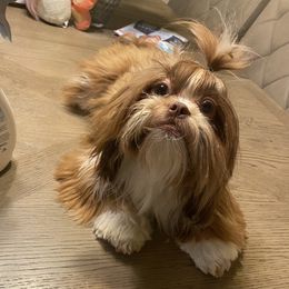Dolce - Shih Tzu