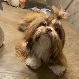 Dolce - Shih Tzu