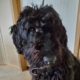 Maya - Aussiedoodle