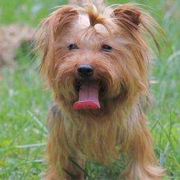 Izzy - Yorkshire Terrier