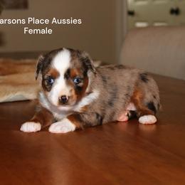 RESERVED - Blue merle female Toy Australian Shepherd puppy in Chandler, Oklahoma from Parsons Place Aussies