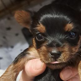 Yorkshire Terriers from Lynn's Yorkshire Terriers